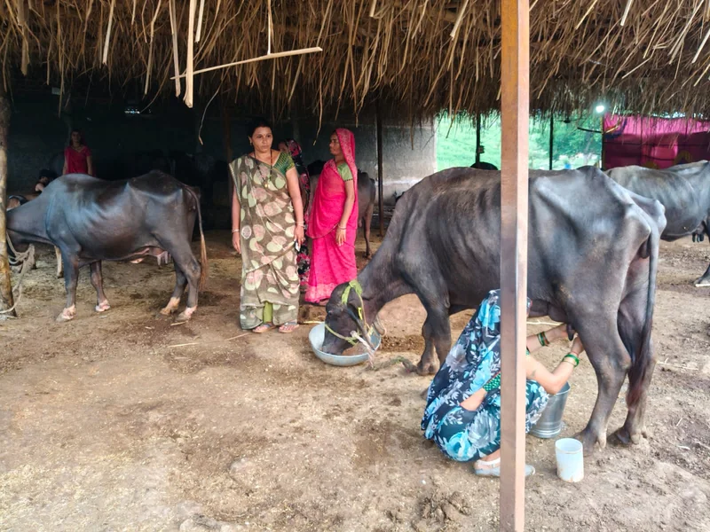 आजीविका मिशन के अंतर्गत सामूहिक उद्यम से बदली बड़वानी जिले की ग्रामीण महिलाओं की तस्वीर ............ ठीकरी के…